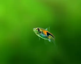 Lambchop rasbora / False harlequin rasbora